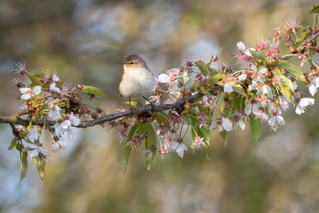 Common Chiffchaff (Phylloscopus collybita), photographed at Praha-Dubeč
