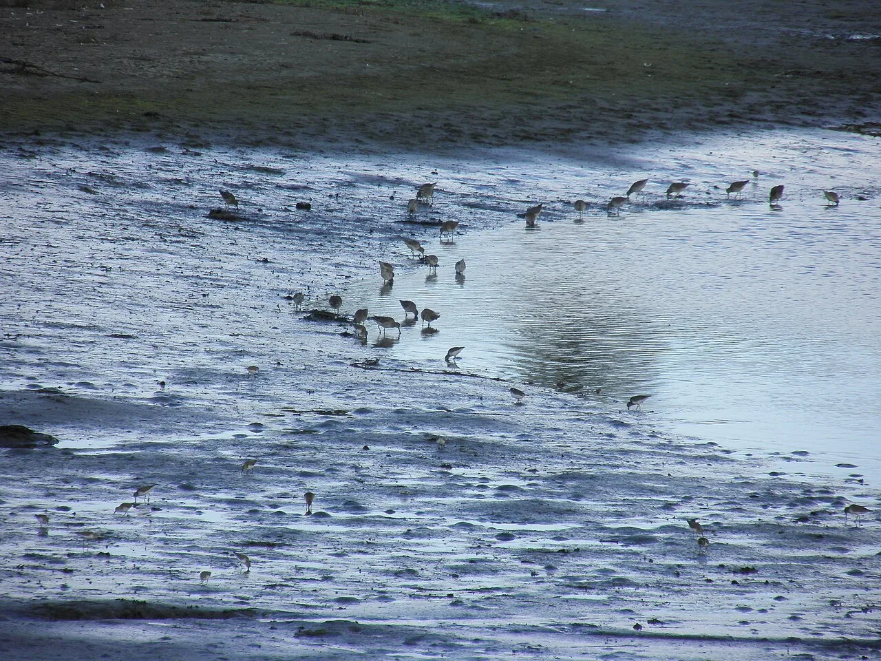 San Diego River estuary at low tide in Ocean Beach with mixed wader flock, mostly Willet Tringa semipalmata; San Diego Ca.