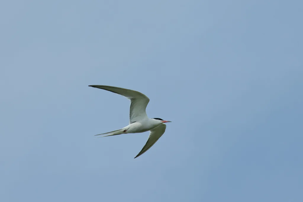Sterne pierregarin (Sterna hirundo) en vol, photographiée à Congis-sur-Thérouanne.