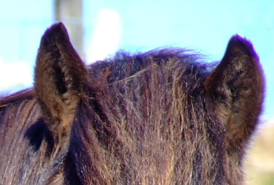An example of purple fringing