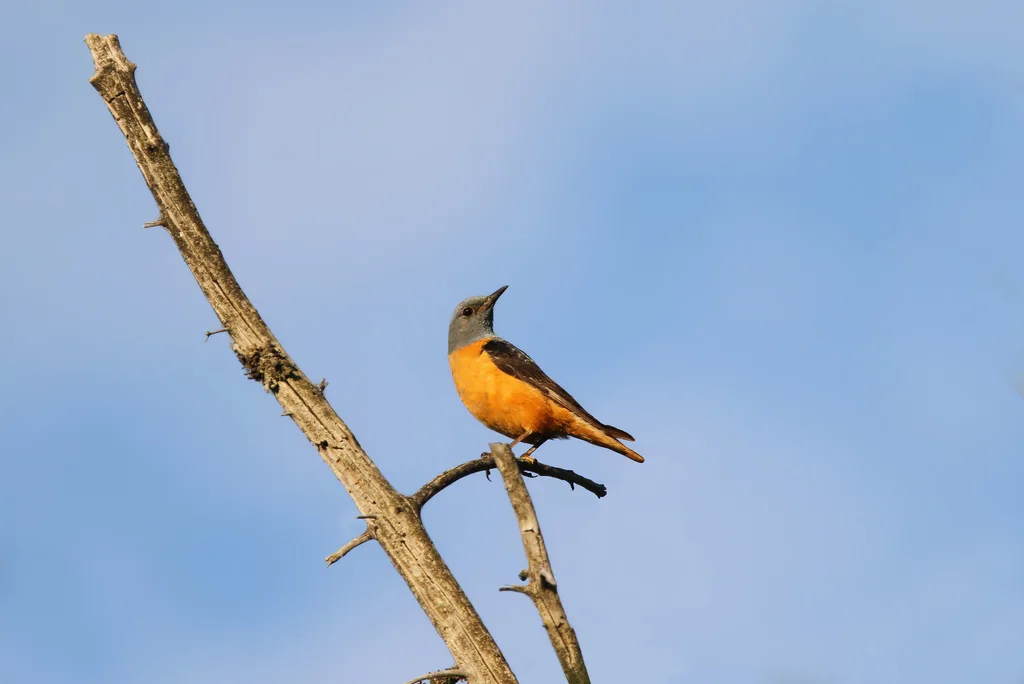 Rufous-tailed Rock-Thrush (Monticola saxatilis), photographed at 87561 Oberstdorf