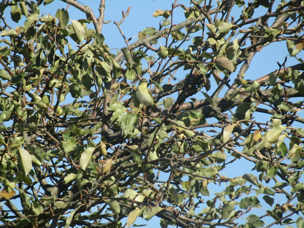 Willow Warbler (Phylloscopus trochilus), photographed at 4292 Dobri dol