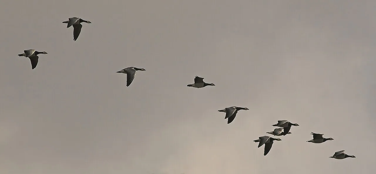 Wider cut of Barnacle Geese flock (Branta leucopsis) flying in formation during autum migration, catching last rays of the sun in dull autumn sky. The picture is taken in Finland, where the so called "Fourth population", originating from Novaya Zemlya, resides during summer.