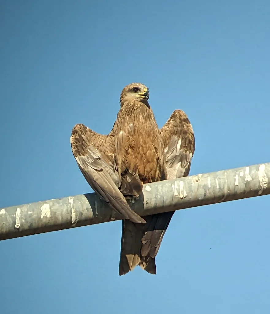 Black Kite (Milvus migrans), photographed at Katherine South NT 0850