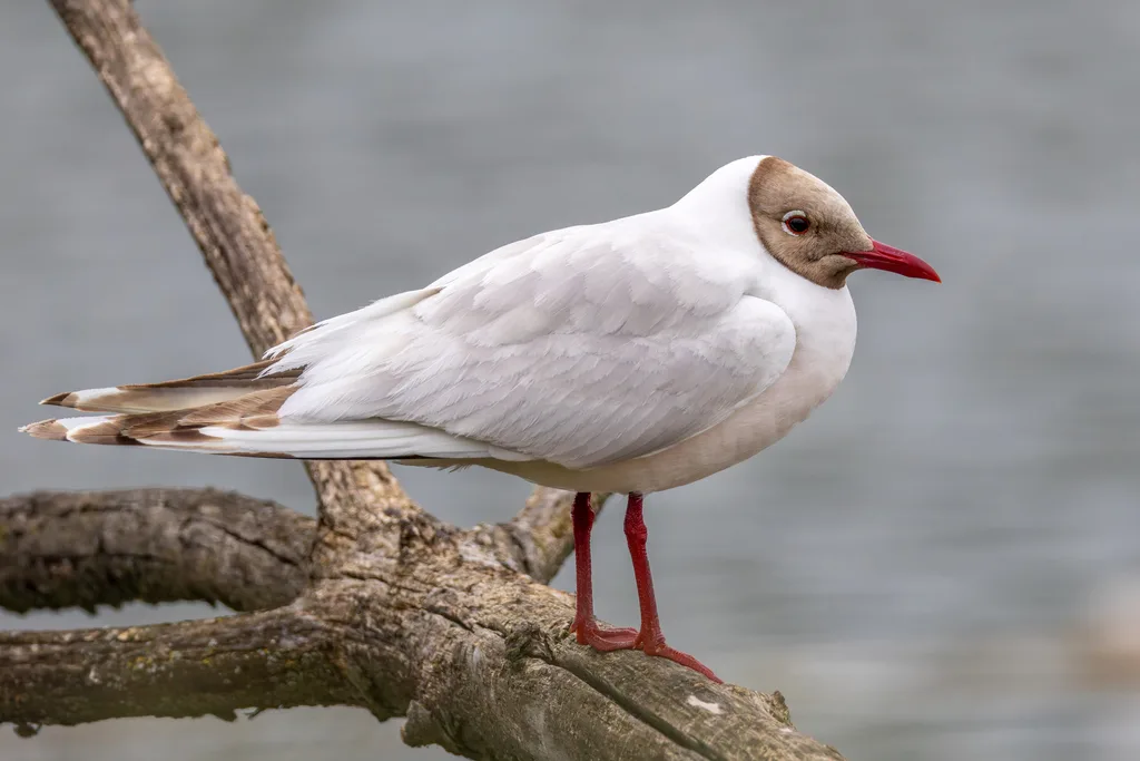 Mouette rieuse (Chroicocephalus ridibundus), photo prise à Gennevilliers
